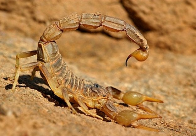 Escorpiones en la playa de Melilla