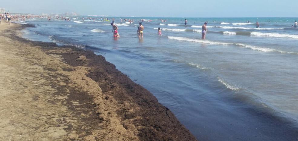 Críticas por los montones de algas en playas de Valencia