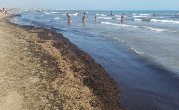 Críticas por los montones de algas en playas de Valencia