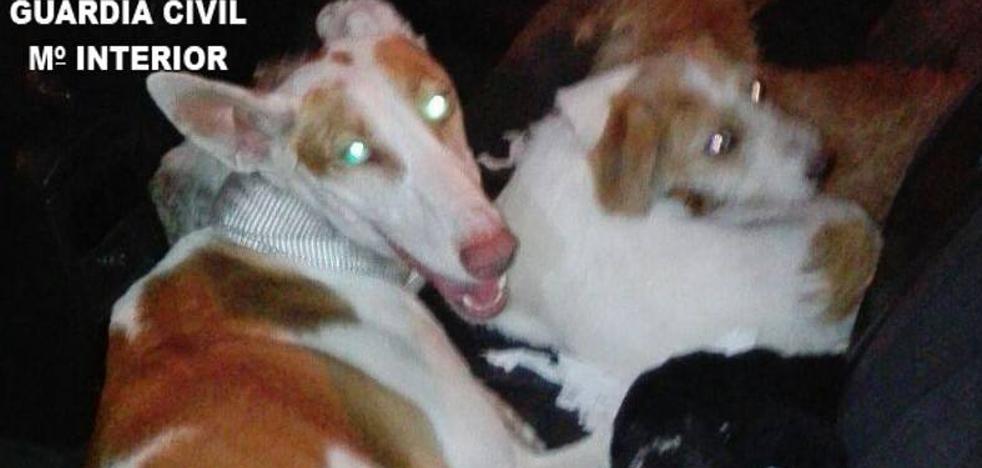 Detenidos en Torrent mientras transportaban en el maletero 4 perros robados en Aielo de Malferit