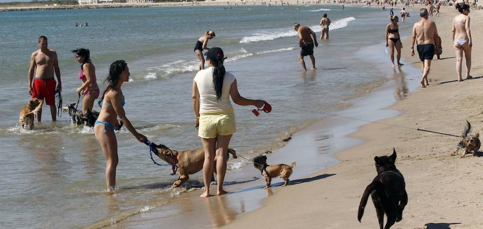 El Ayuntamiento de Valencia estudiará tras el verano ampliar la playa para perros de Pinedo