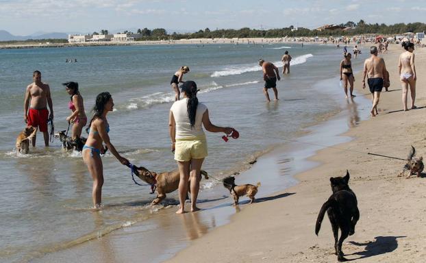 El Ayuntamiento de Valencia estudiará tras el verano ampliar la playa para perros de Pinedo