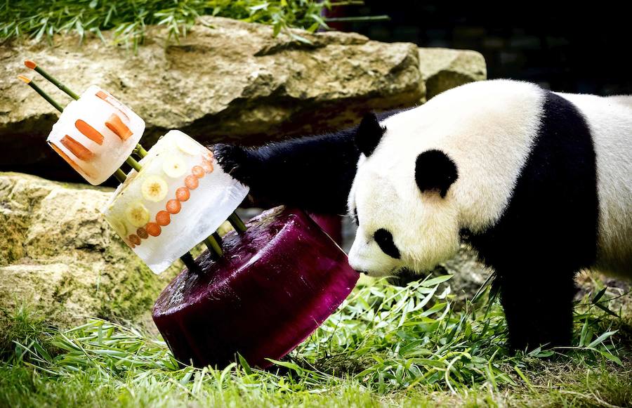Fotos del cumpleaños del panda Xing Ya