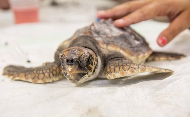 Las tortugas que nacieron en Sueca vuelven al mar en septiembre