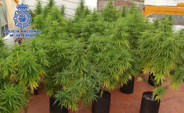 Desmantelado un punto de cultivo y venta de marihuana en Gandía