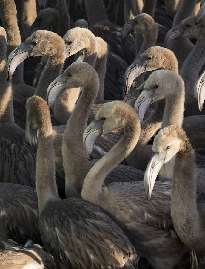 Anillados 279 flamencos nacidos en las Marismas del Odiel, en Huelva
