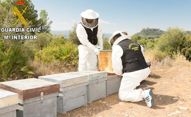 Un detenido y un investigado por envenenar a más de 16 millones de abejas en Montesa