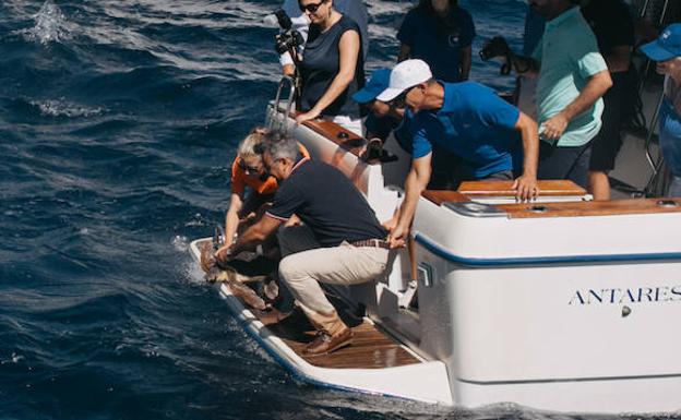 La tortuga 'Chiquiti' vuelve al mar en Xàbia
