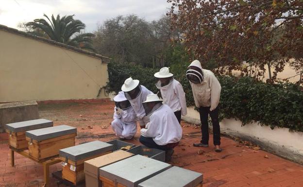 Recuperan 37 enjambres de abejas en cuatro meses en la ciudad de Valencia