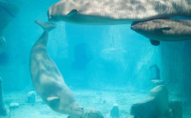 La familia de belugas del Oceanogràfic de Valencia, «una imagen única en Europa»