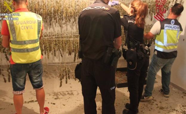 Desmantelada una plantación ilegal de marihuana en Calles con jabalíes y perros