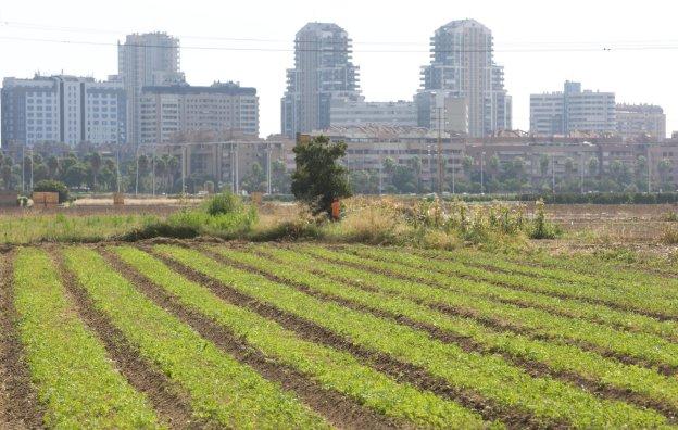 Los municipios que protejan huerta podrán construir menos jardines