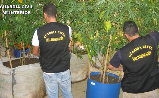 Detenido un hombre por tráfico de 40 kilos de marihuana en Llanera de Ranes