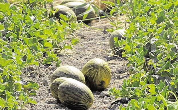 Investigado por robar más de 100 kilos de melones y sandías en una finca de Nules