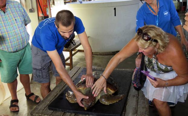 El reencuentro de la tortuga enredada en plásticos con los franceses que la rescataron