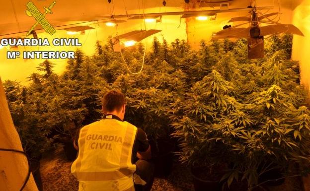 Detienen a dos personas e intervienen 90 plantas de marihuana y armas blancas en Carcaixent