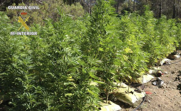 Detenido un hombre por cultivar 15 plantas de marihuana en una zona montañosa de Sueras