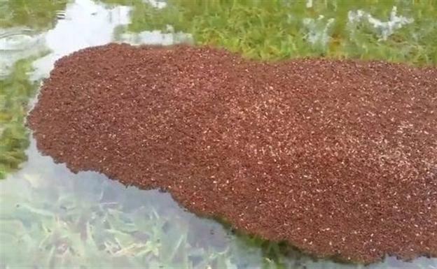 La lección de supervivencia que nos han dado las hormigas tras las inundaciones