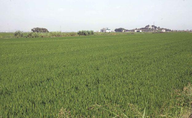 Los productores valencianos de arroz inician una cosecha mermada por el exceso de humedad