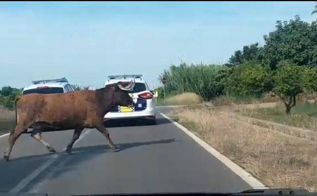 Bomberos y Protección Civil se involucran en la búsqueda de la vaca escapada del recinto taurino de Burriana