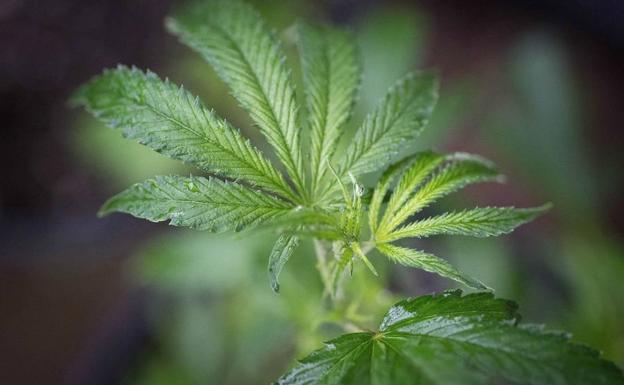 Detenidos por cultivar mil kilos de marihuana en un campo de naranjos