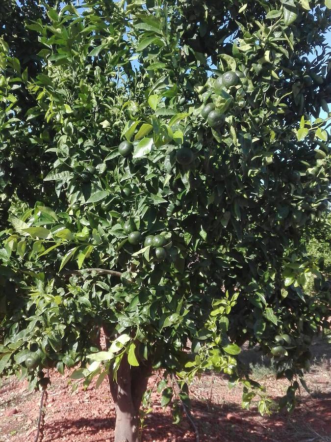 La Conselleria de Agricultura confirma que hay plantaciones ilegales de mandarina Sigal en la Comunitat Valenciana
