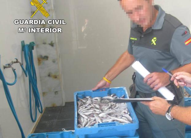 Incautan más de 130 kilos de pescado inmaduro o sin documentación en Callosa de Segura