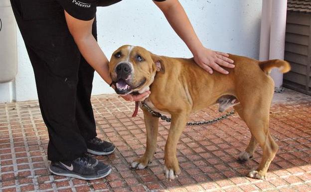 Protectoras de Valencia denuncian el robo de perros en refugios para peleas clandestinas