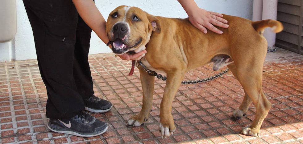 Protectoras de Valencia denuncian el robo de perros en refugios para peleas clandestinas