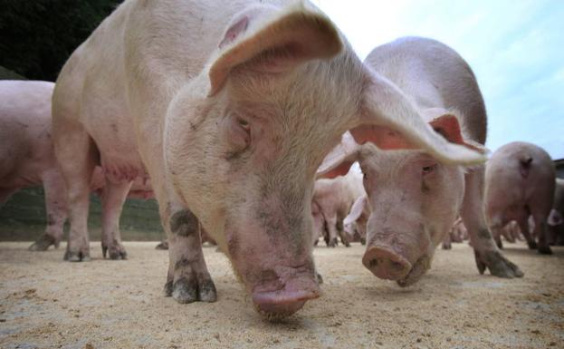 Una granja valenciana, finalista al galardón más gorrino