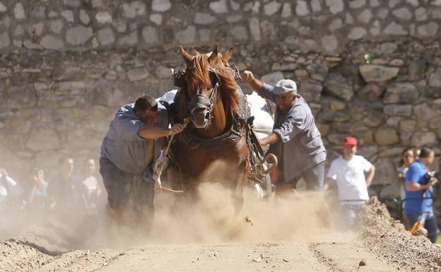 Amenazan a un activista y a una turista en el Concurso de Tiro y Arrastre de Valencia