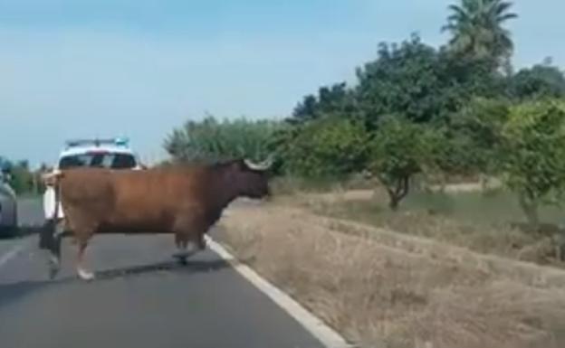 La vaca fugada en Burriana podría haber sido víctima de cazadores furtivos