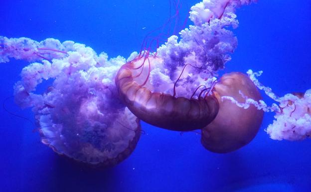 Nacen más de 10.000 medusas en menos de un año en el Oceanogràfic