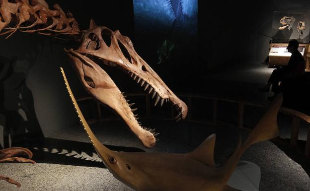 El Spinosaurus, un dinosaurio carnívoro y acuático, llega a Valencia