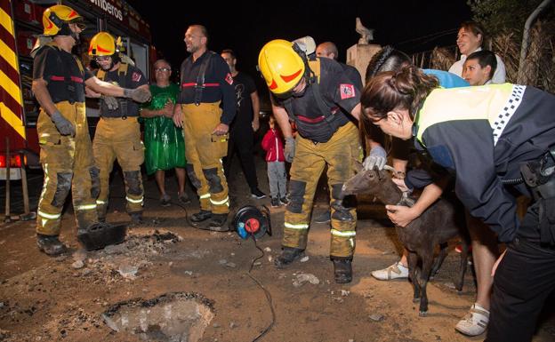 Los bomberos rescatan a una cabra atascada en un desagüe en Mutxamel