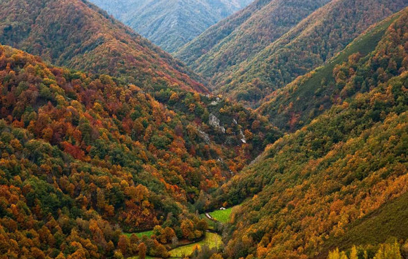 Fotos de los mejores bosques de España