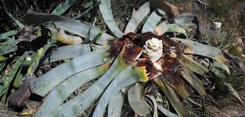 EL PICUDO NEGRO ESTÁ MATANDO LAS PITERAS VALENCIANAS
