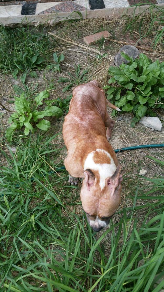 Investigan por maltrato animal a un okupa que abandonó siete perros sin comida en una casa