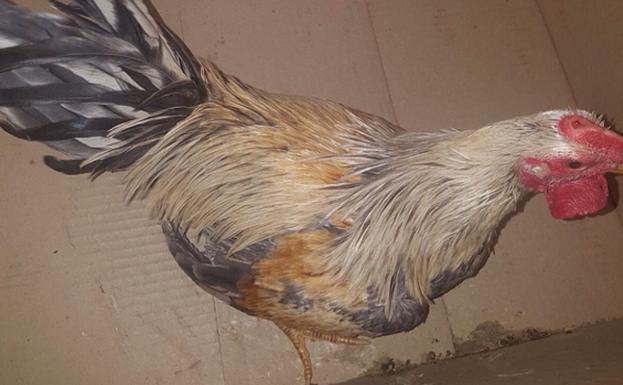 Intervienen gallos y perros en un corral del Cabanyal