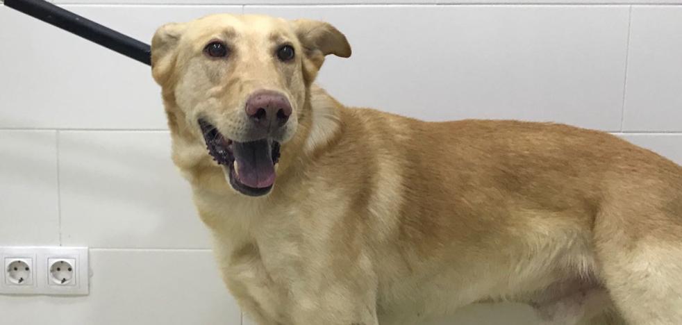 Una niña de 4 años, herida grave por el ataque de un perro en una casa de Chiva