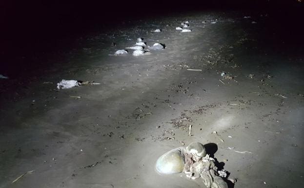 Hallan pollos muertos en la playa de Vistabella