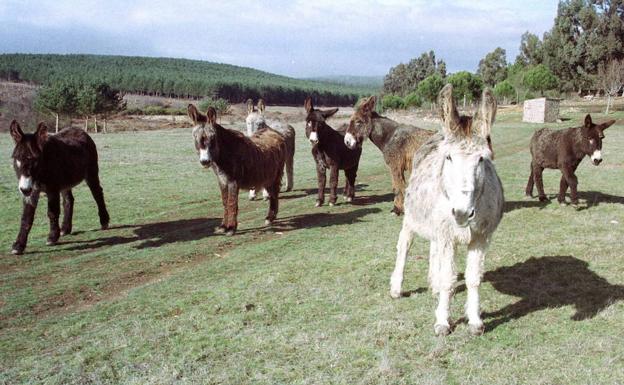 Excursiones en familia: Carrícola, burros y naturaleza