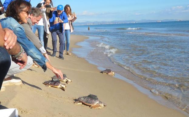 Cuatro tortugas soltadas hace un mes en El Saler ya han rebasado las Baleares