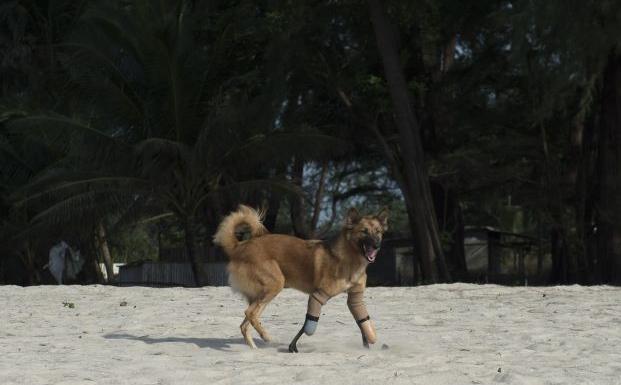 Cola vuelve a caminar después de que le cortarán las patas con un sable