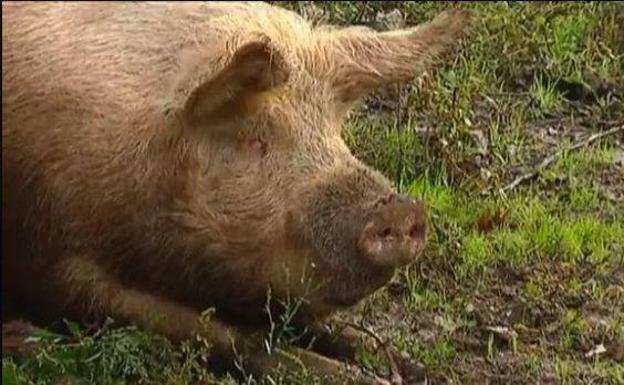 Un cerdo con alma de perro