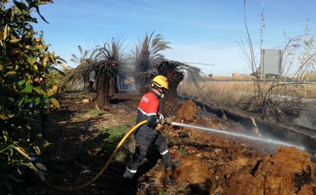 Un incendio quema 500 metros cuadrados en un huerto con palmeras de El Verger