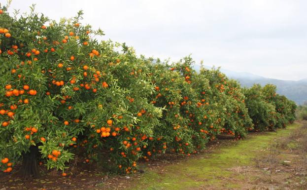 Un dron evita el robo de naranjas de un campo en Algemesí