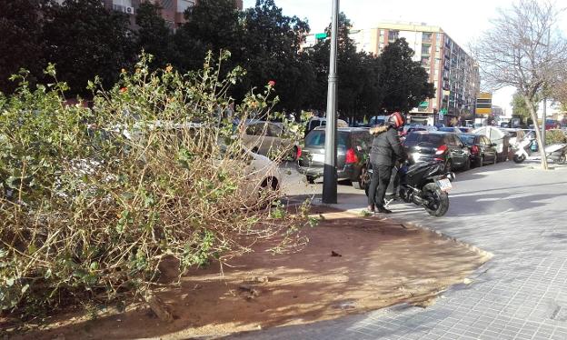 El Ayuntamiento de Valencia eliminará los setos de los jardines para ahorrarse el mantenimiento
