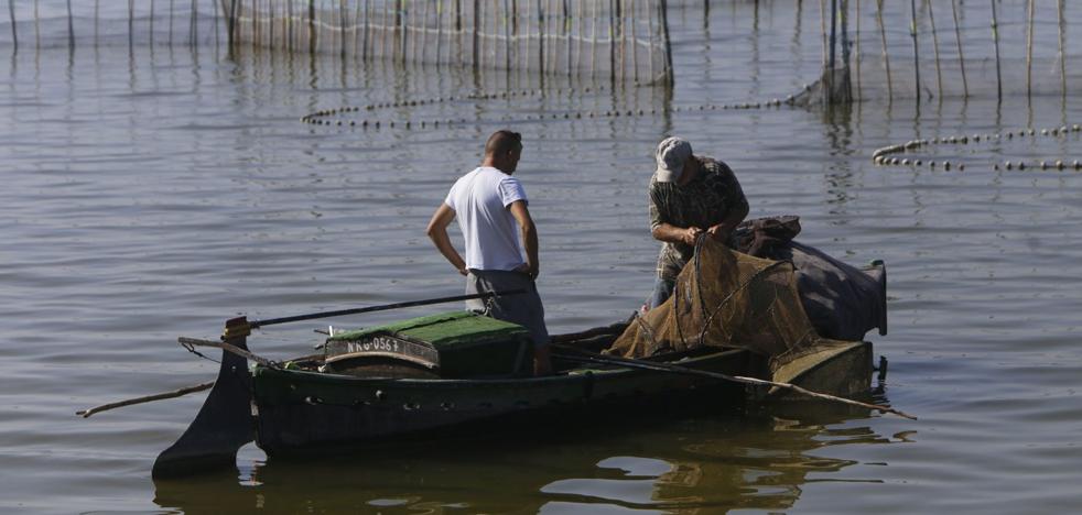 Pescadores de El Palmar impulsan la cría de lubinas para soltarlas en la Albufera