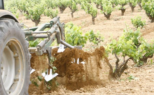 El Gobierno aceptará todas las solicitudes de plantación de viñedo para cava presentadas antes del viernes 29